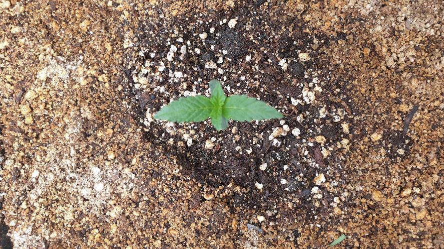 Lemonpaya Organic. Week 1 - day8