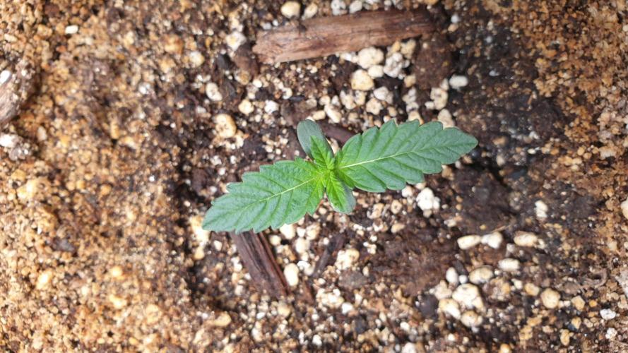 Lemonpaya Organic. Week 1 - day9
