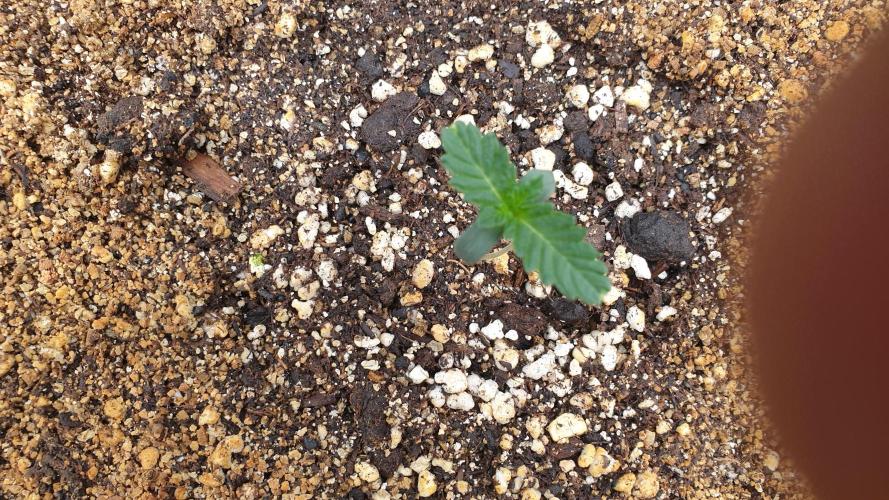 Lemonpaya Organic. Week 1 - day9