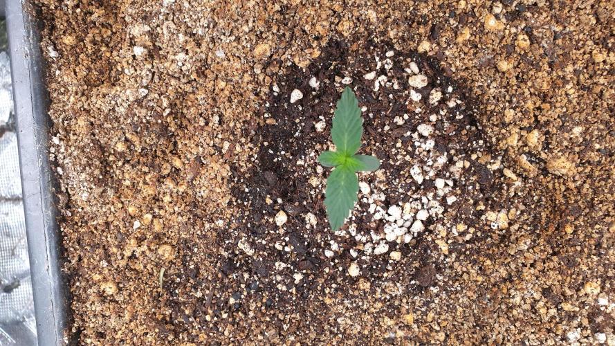 Lemonpaya Organic. Week 1 - day9