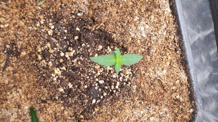 Lemonpaya Organic. Week 1 - day9