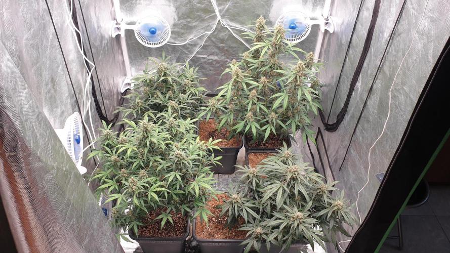 Jet Fuel Mandarine & Studio 54 Organic. Week 8 - day59