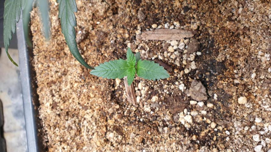 Lemonpaya Organic. Week 1 - day10