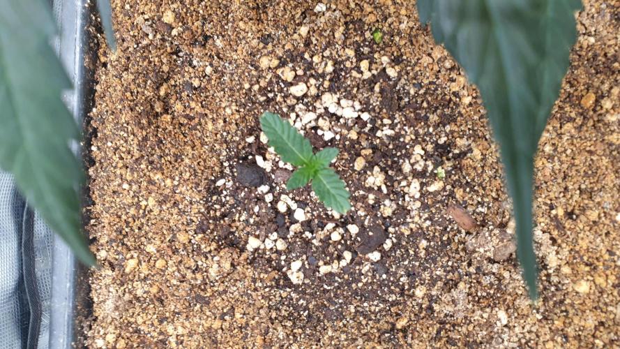Lemonpaya Organic. Week 1 - day10