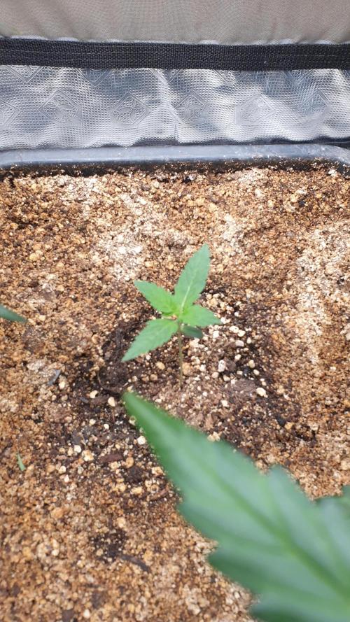 Lemonpaya Organic. Week 1 - day10