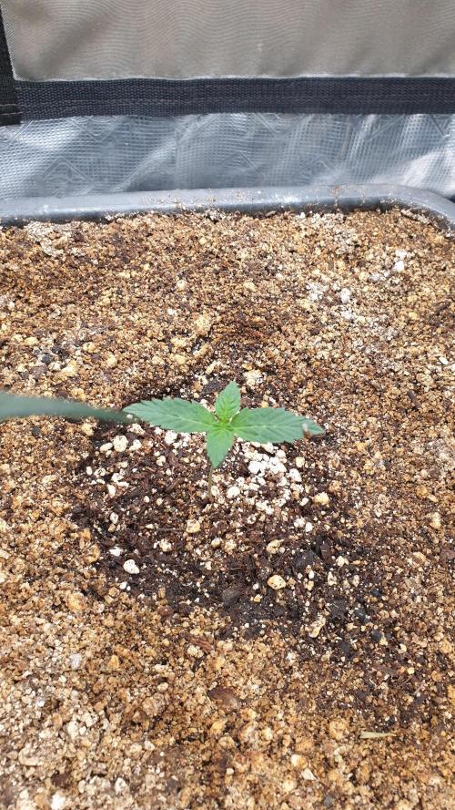 Lemonpaya Organic. Week 1 - day10