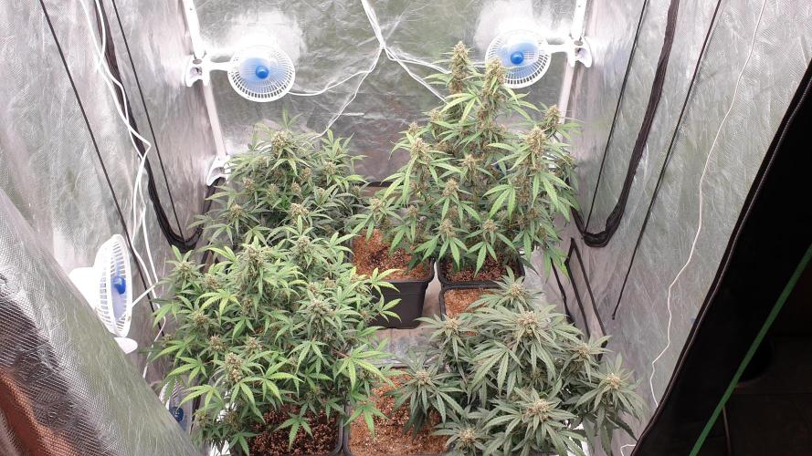Jet Fuel Mandarine & Studio 54 Organic. Week 8 - day60