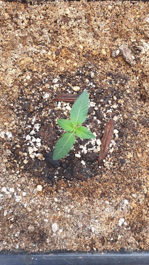 Lemonpaya Organic. Week 1 - day11