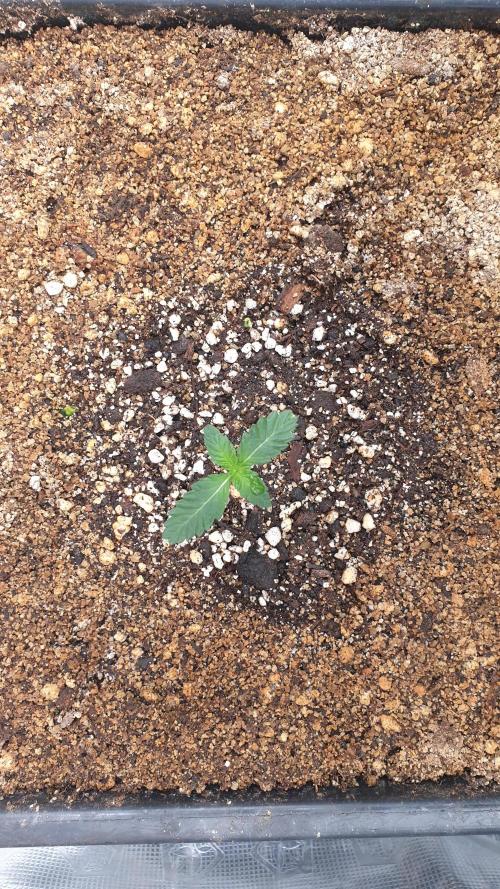 Lemonpaya Organic. Week 1 - day11