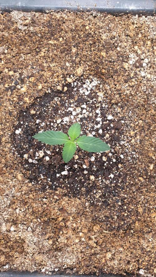 Lemonpaya Organic. Week 1 - day11