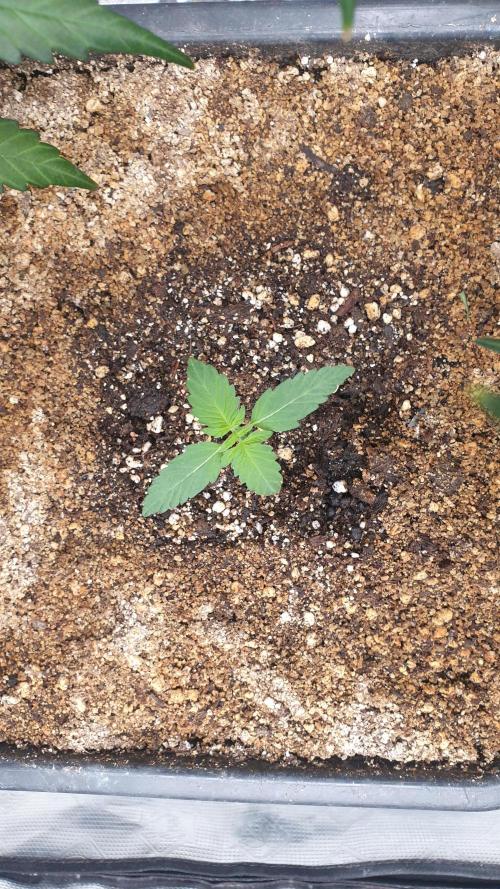Lemonpaya Organic. Week 1 - day11