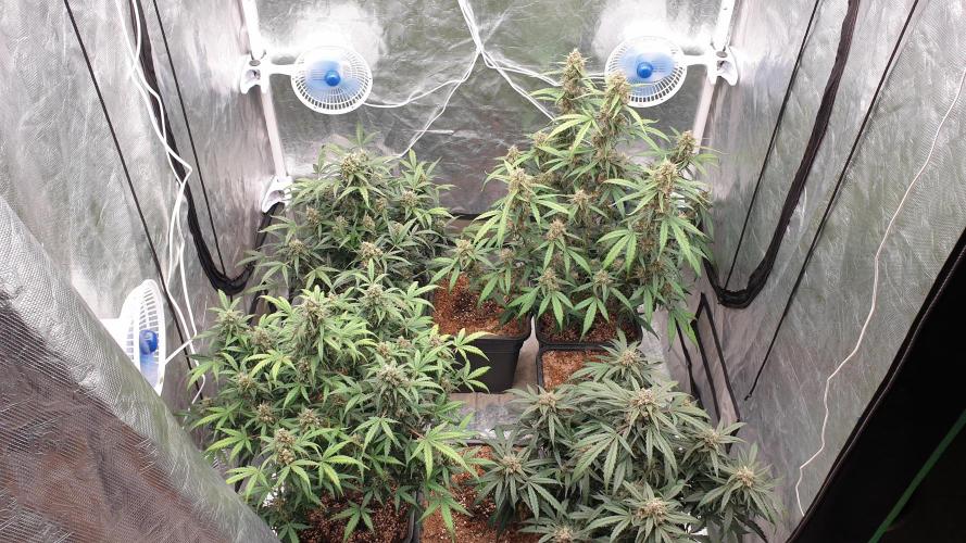 Jet Fuel Mandarine & Studio 54 Organic. Week 8 - day61
