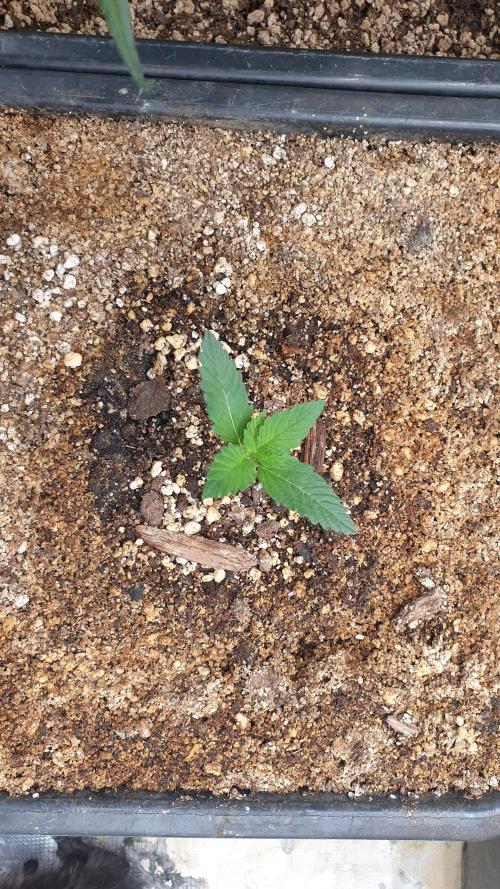 Lemonpaya Organic. Week 1 - day12