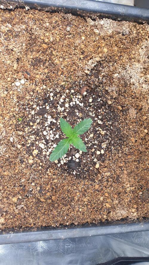 Lemonpaya Organic. Week 1 - day12