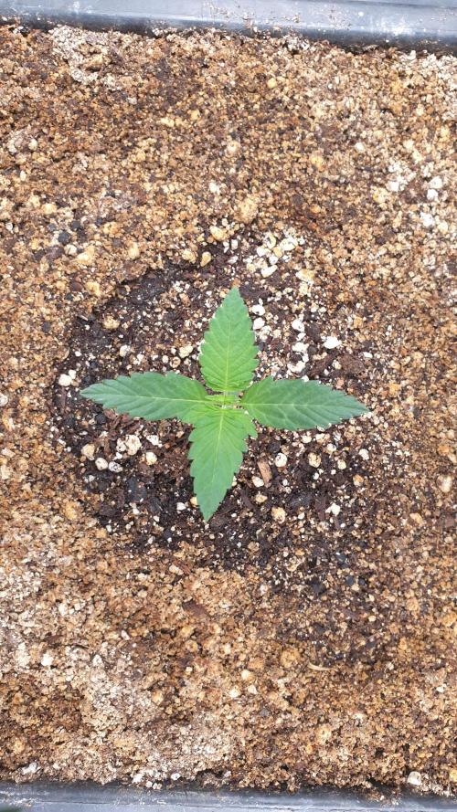 Lemonpaya Organic. Week 1 - day12