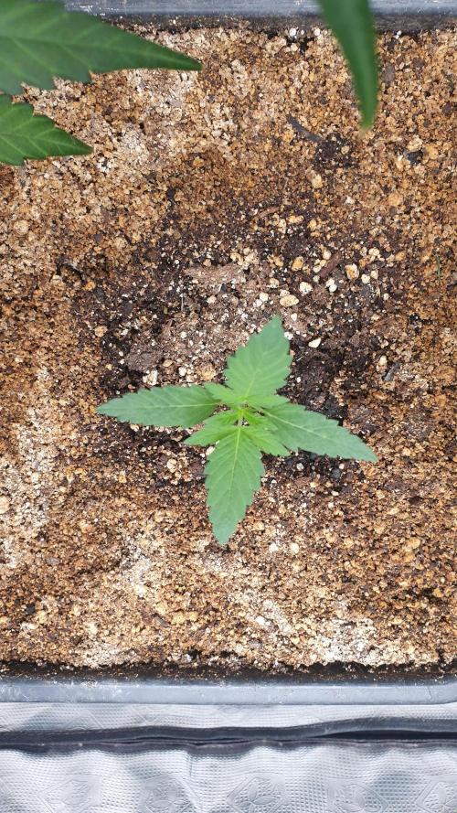 Lemonpaya Organic. Week 1 - day12