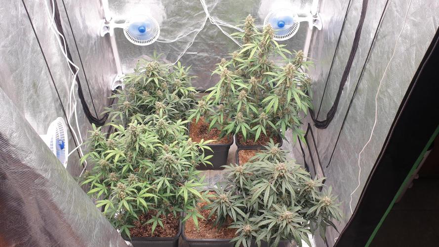 Jet Fuel Mandarine & Studio 54 Organic. Week 8 - day62