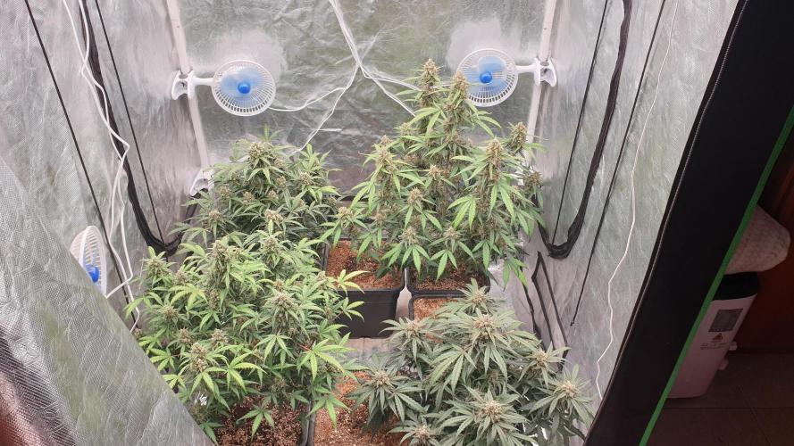 Jet Fuel Mandarine & Studio 54 Organic. Week 9 - day63