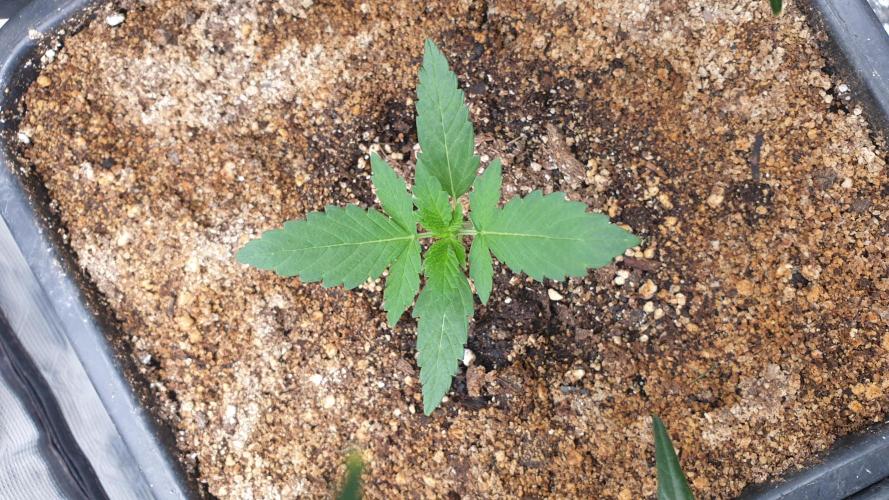 Lemonpaya Organic. Week 1 - day13