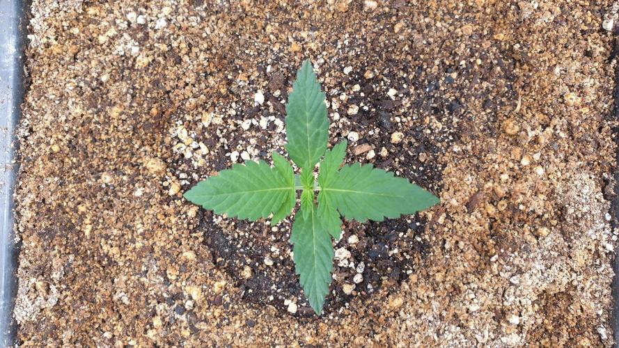 Lemonpaya Organic. Week 1 - day13