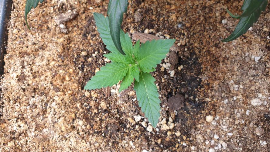 Lemonpaya Organic. Week 1 - day13