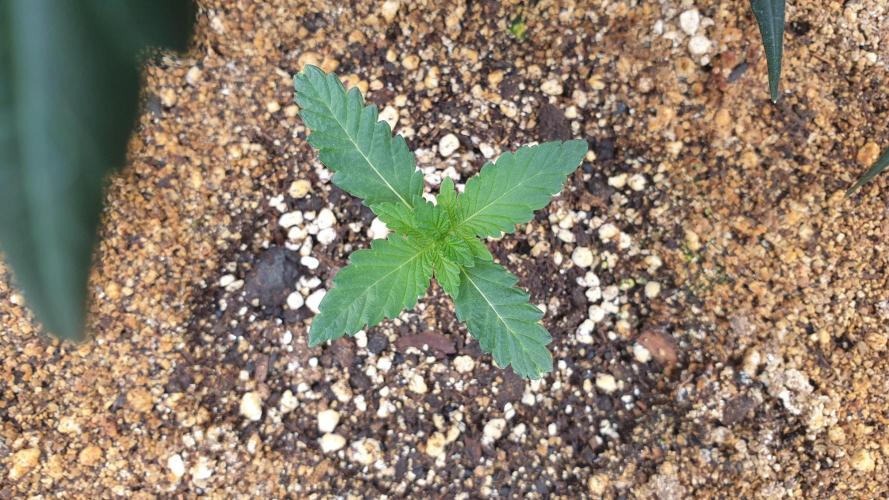 Lemonpaya Organic. Week 1 - day13