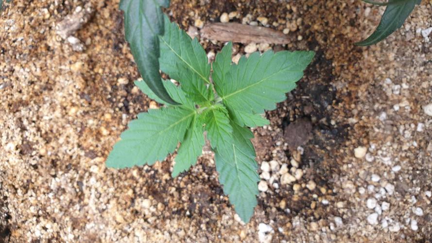 Lemonpaya Organic. Week 1 - day14