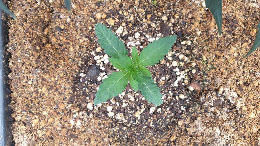 Lemonpaya Organic. Week 1 - day14