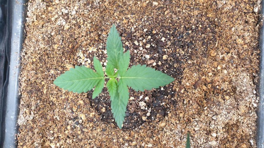 Lemonpaya Organic. Week 1 - day14