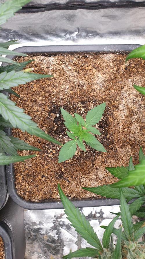 Lemonpaya Organic. Week 1 - day14
