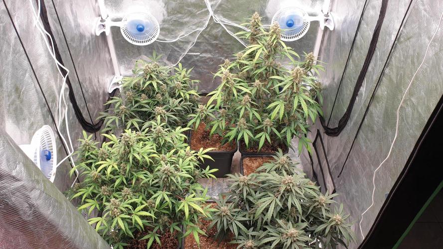 Jet Fuel Mandarine & Studio 54 Organic. Week 9 - day64