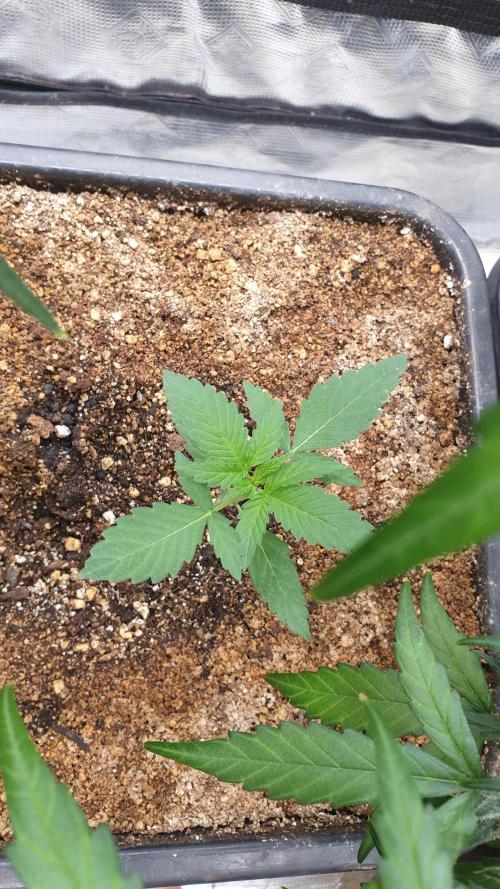 Lemonpaya Organic. Week 2 - day15