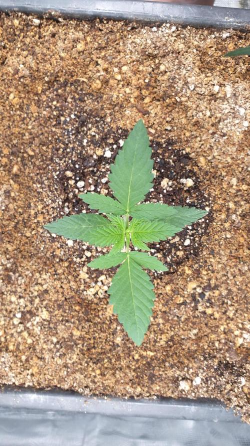 Lemonpaya Organic. Week 2 - day15