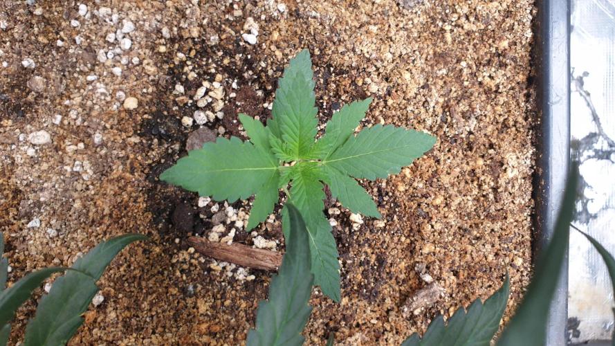 Lemonpaya. Week 2