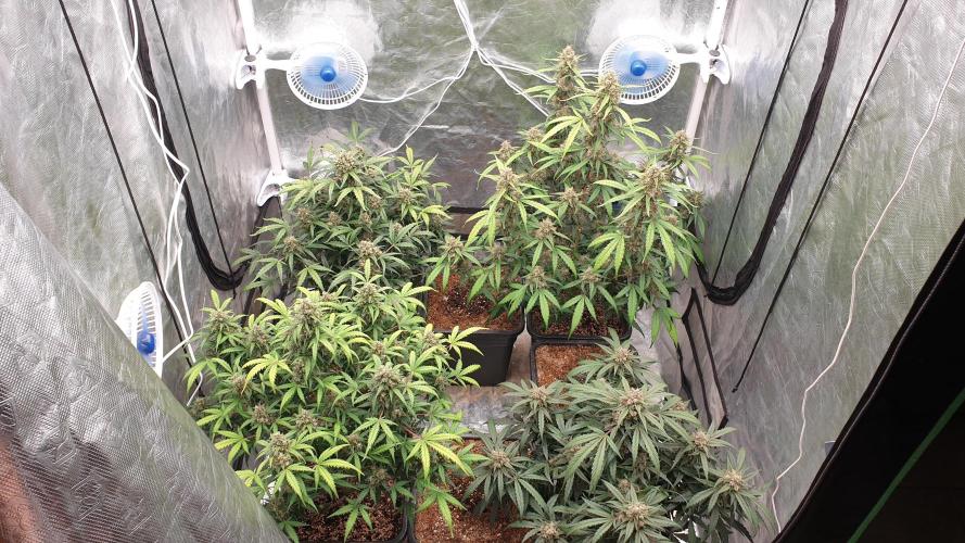 Jet Fuel Mandarine & Studio 54 Organic. Week 9 - day65
