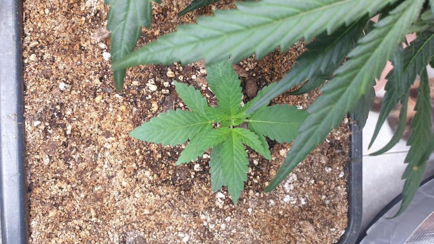 Lemonpaya Organic. Week 2 - day16