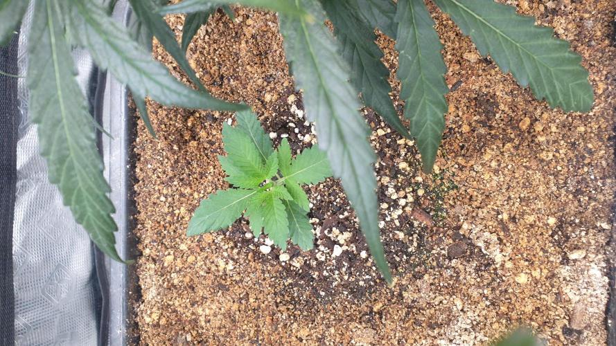 Lemonpaya Organic. Week 2 - day16