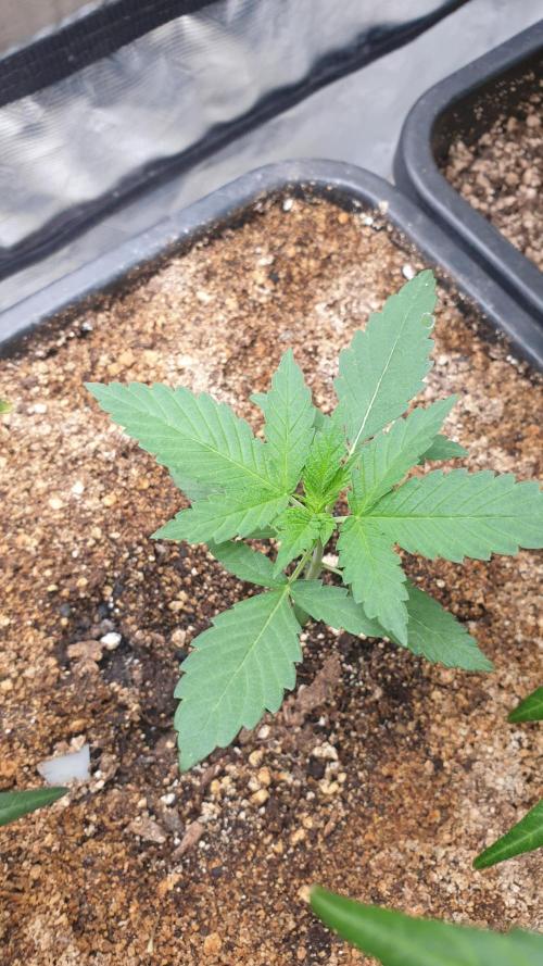 Lemonpaya Organic. Week 2 - day16