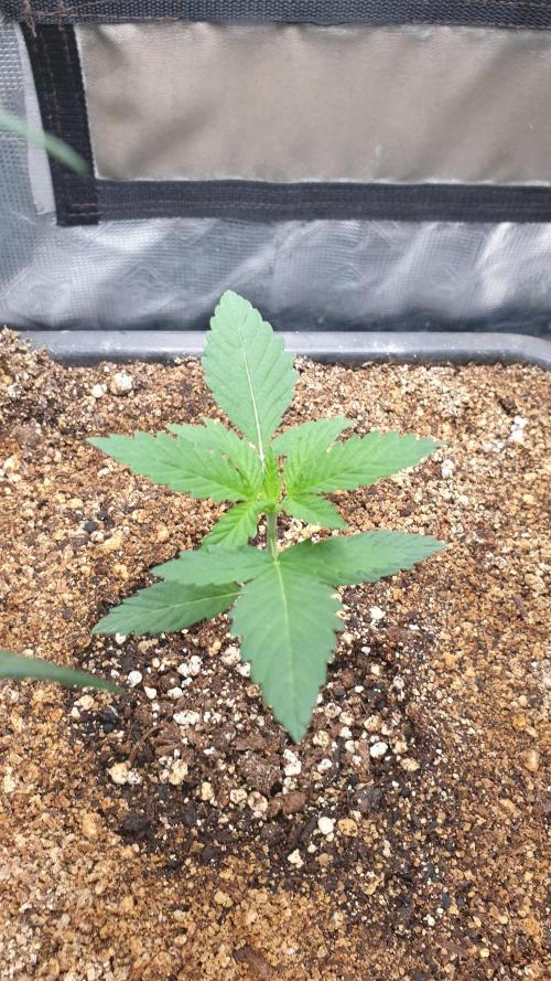 Lemonpaya Organic. Week 2 - day16