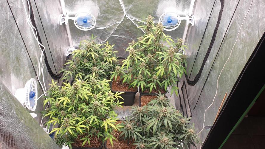 Jet Fuel Mandarine & Studio 54 Organic. Week 9 - day66