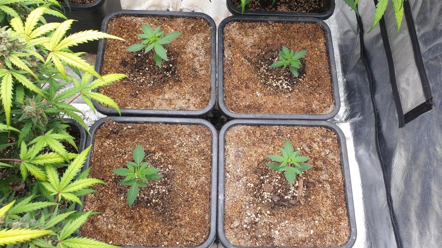 Lemonpaya Organic. Week 2 - day17