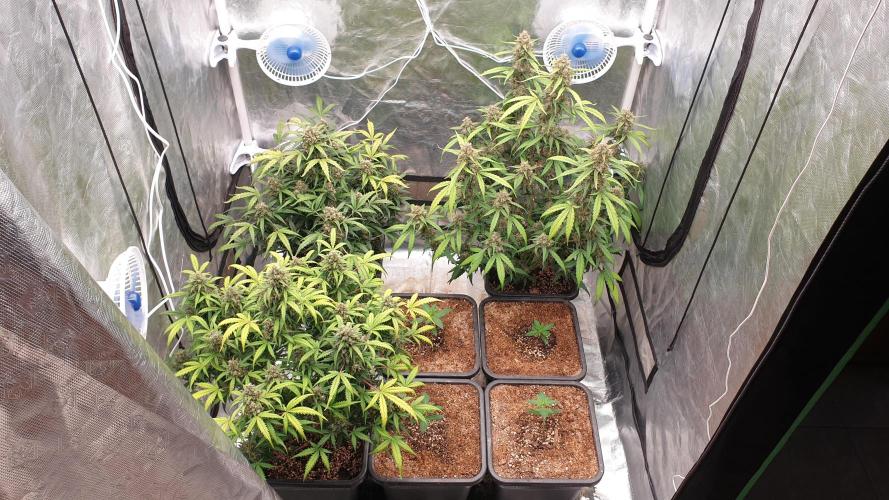 Jet Fuel Mandarine & Studio 54 Organic. Week 9 - day67