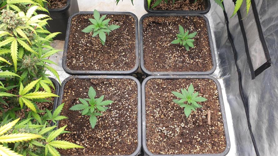 Lemonpaya Organic. Week 2 - day18