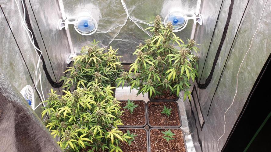 Jet Fuel Mandarine & Studio 54 Organic. Week 9 - day68