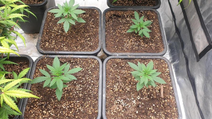 Lemonpaya Organic. Week 2 - day20
