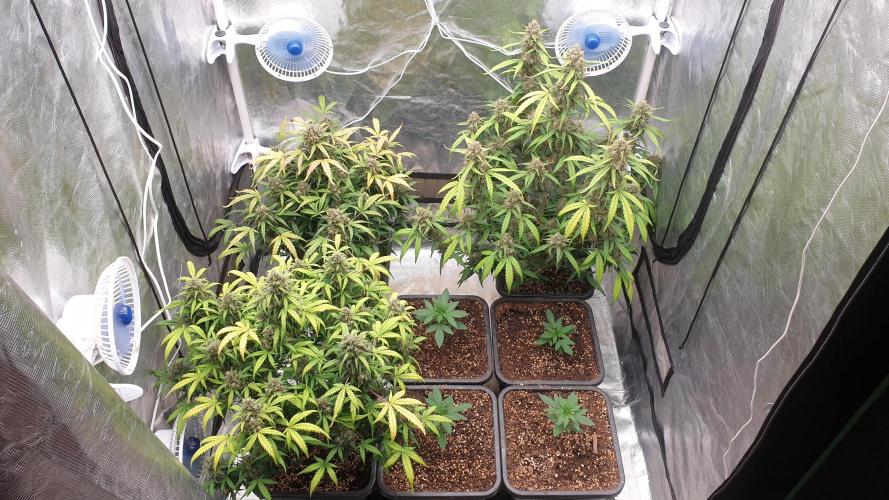 Jet Fuel Mandarine & Studio 54 Organic. Week 9 - day70