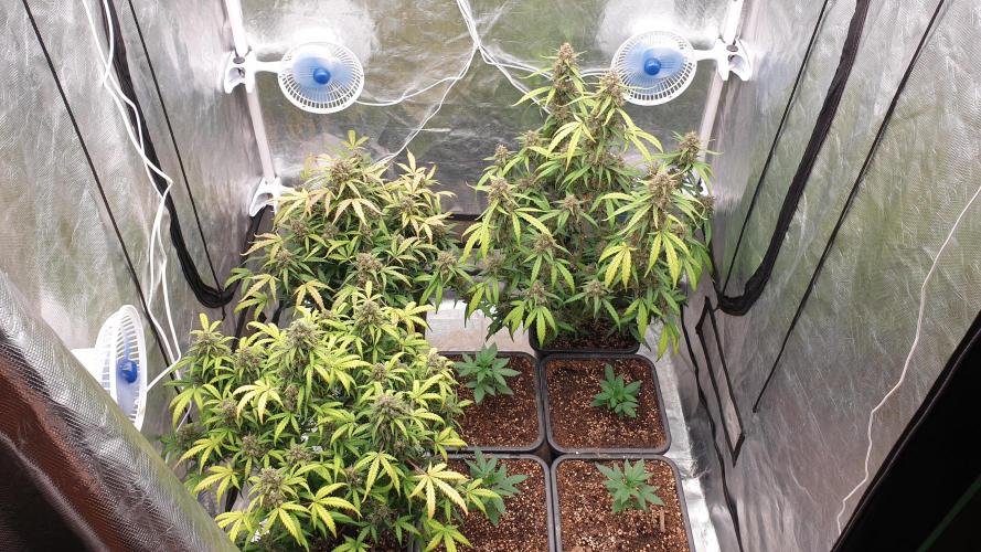 Jet Fuel Mandarine & Studio 54 Organic. Week 10 - day72