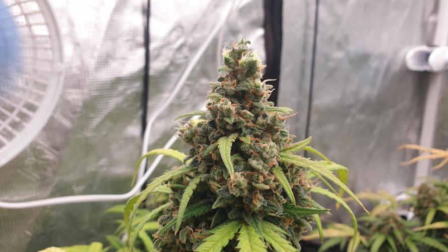 Jet Fuel Mandarine & Studio 54 Organic. Week 10 - jetfuel