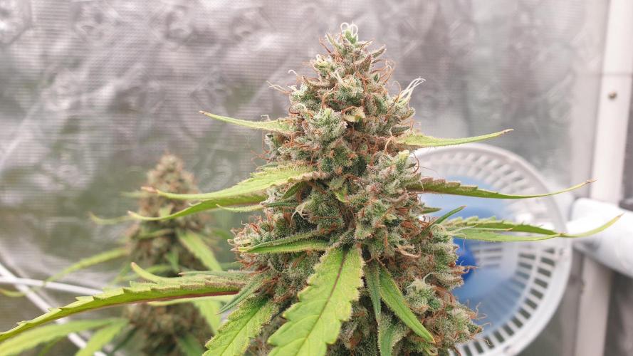 Jet Fuel Mandarine & Studio 54 Organic. Week 10 - jetfuel