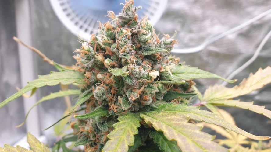 Jet Fuel Mandarine & Studio 54 Organic. Week 10 - studio54